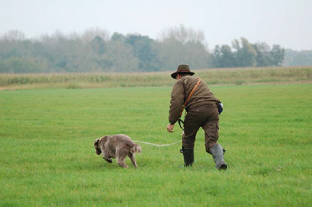 Langhaar Weimaraner