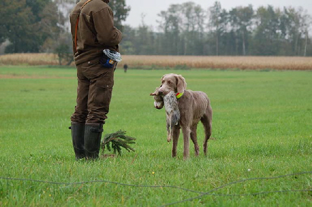 Langhaar Weimaraner