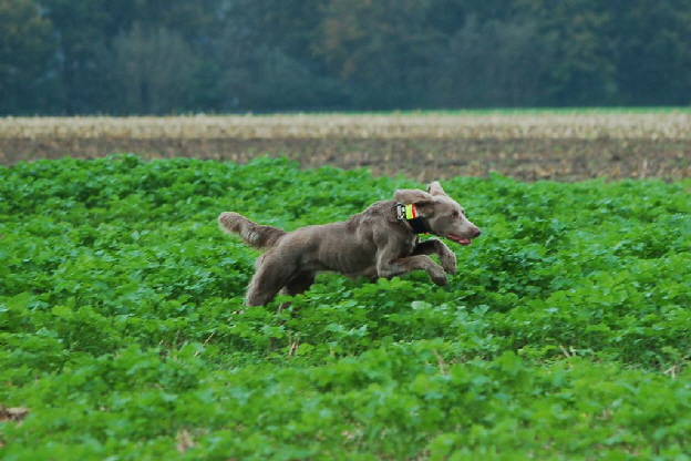 Langhaar Weimaraner