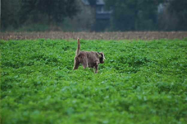 Langhaar Weimaraner