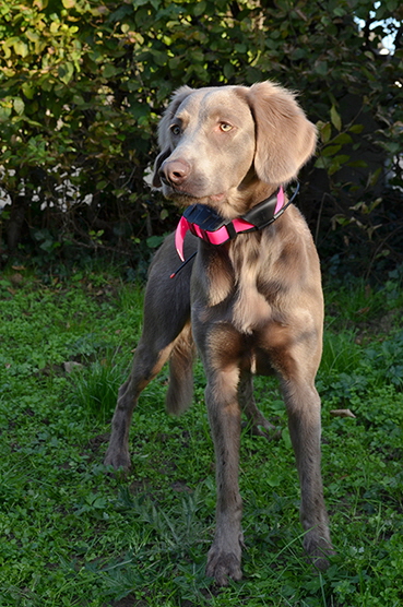 Langhaar Weimaraner