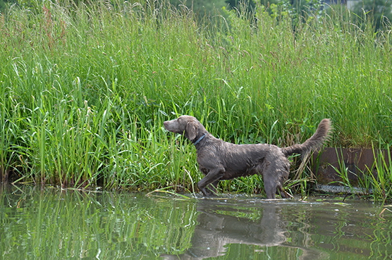 Langhaar Weimaraner
