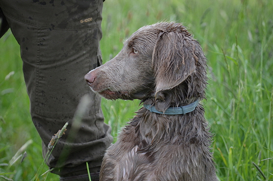 Langhaar Weimaraner Elli vom Eichwaldchen