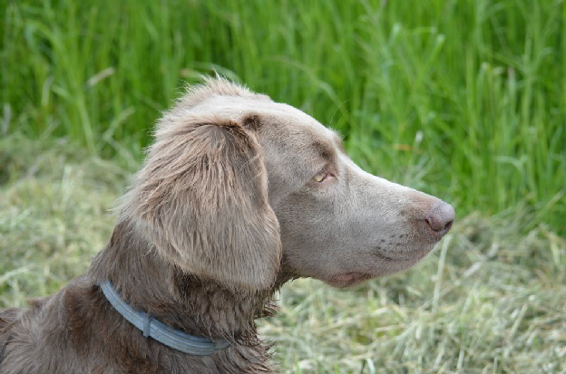 Langhaar Weimaraner