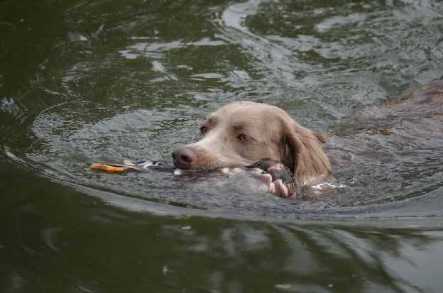 Langhaar Weimaraner