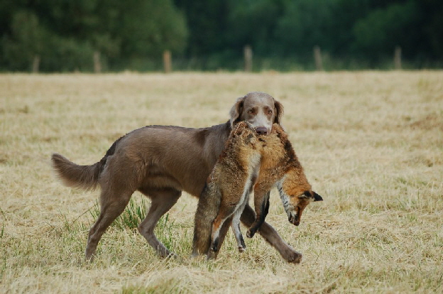 Langhaar Weimaraner