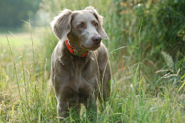 Langhaar Weimaraner