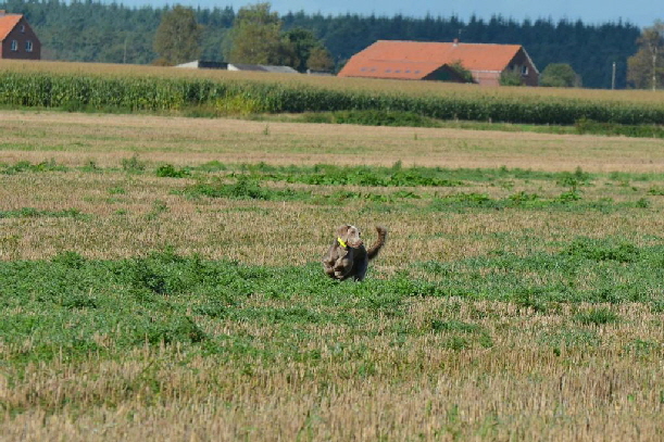Langhaar Weimaraner