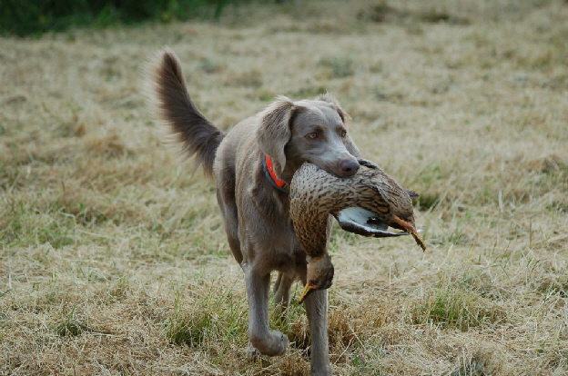 Langhaar Weimaraner