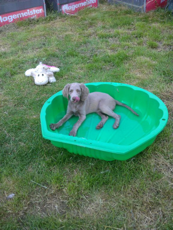 Langhaar Weimaraner